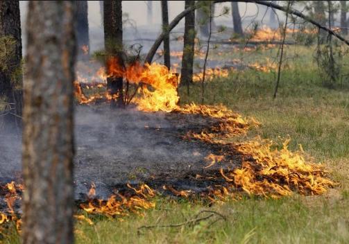 Новость - События - Следи за огнем: в ГСЧС предупредили о жаре и высокой пожарной опасности