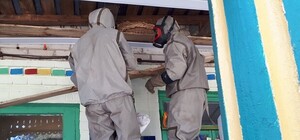 У входа в детский садик поселились шершни: что сделали с гнездом опасных ос