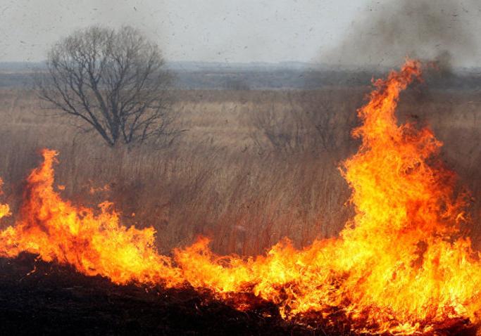 Новость - События - Осторожно с окурками: за сутки в Запорожье и области огонь уничтожил 10 гектаров природы