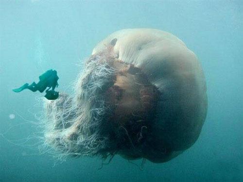Новость - События - Есть потерпевшие: медузы в Кирилловке оказались опасными