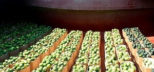 Нужно больше полосатых: в Киев отправят еще несколько барж с херсонскими арбузами