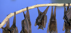 Залетели сами и позвали друзей: в квартире у харьковской пенсионерки оказалось 60 летучих мышей