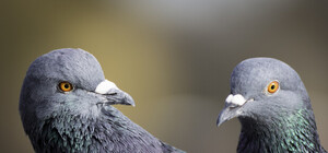 Пять дней бился в окно: в центре Харькова спасли голубя