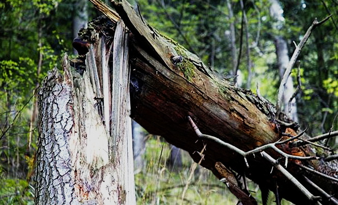 В Запорожье падают деревья. Фото: pixabay.com