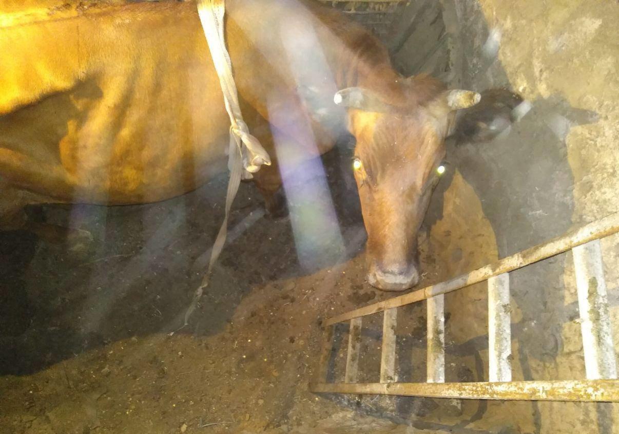 Новость - События - Под Запорожьем корова провалилась в подвал: спасатели вытаскивали животное с помощью автокрана (ФОТО)