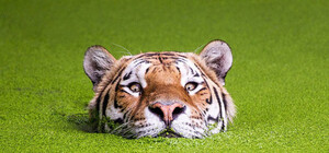 Неведомая жижа: в воде на Красном Камне обнаружили странное вещество