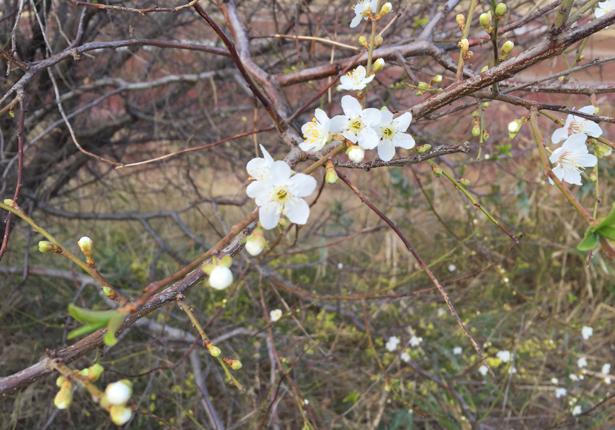 Новость - События - Почти как весной: в Запорожской области расцвели яблони и сливы (ФОТО)