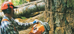 Фотофакт: у Львові зрізають дерева через встановлення пам'ятника