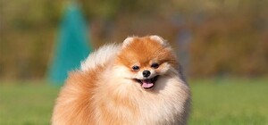 Забрали из авто: в Киеве похитили шпица по кличке Гуччи