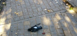 Подозревают отравление: в парке Победы массово гибнут голуби