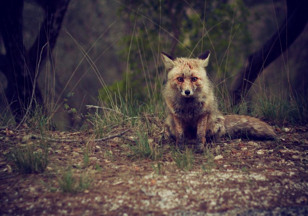 Новость - События - Пикник лучше отложить: в трех районах Запорожской области обнаружили бешеных лисиц