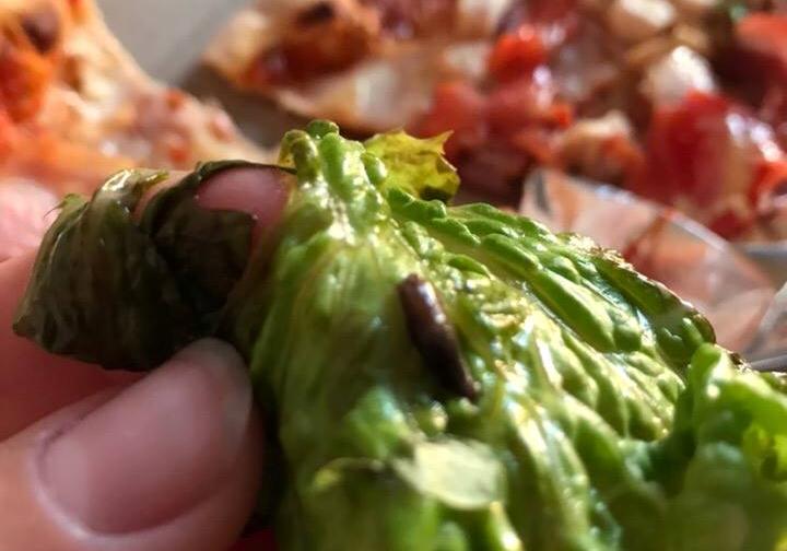 Новость - События - "Теперь в это заведение ни ногой": запорожанка в пицце обнаружила слизняка (ФОТО)