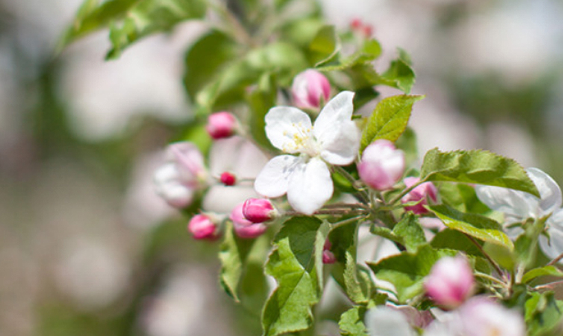 В Запорожье зацвела яблоня. Фото: agroakademija.lt