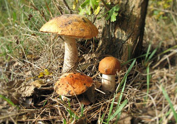 Новость - События - Лучше посидеть дома: в Запорожской области 5 человек отравились грибами