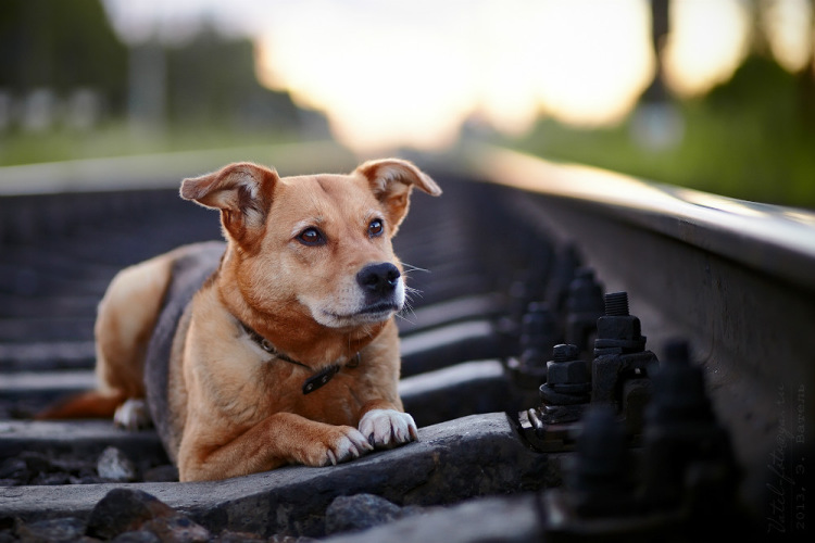Новость - События - Скулила 3 дня: в Запорожье собака застряла под вагоном