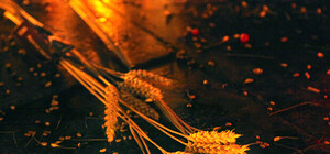 Суп із шишок і листя: у Львові вшанували пам’ять жертв Голодоморів