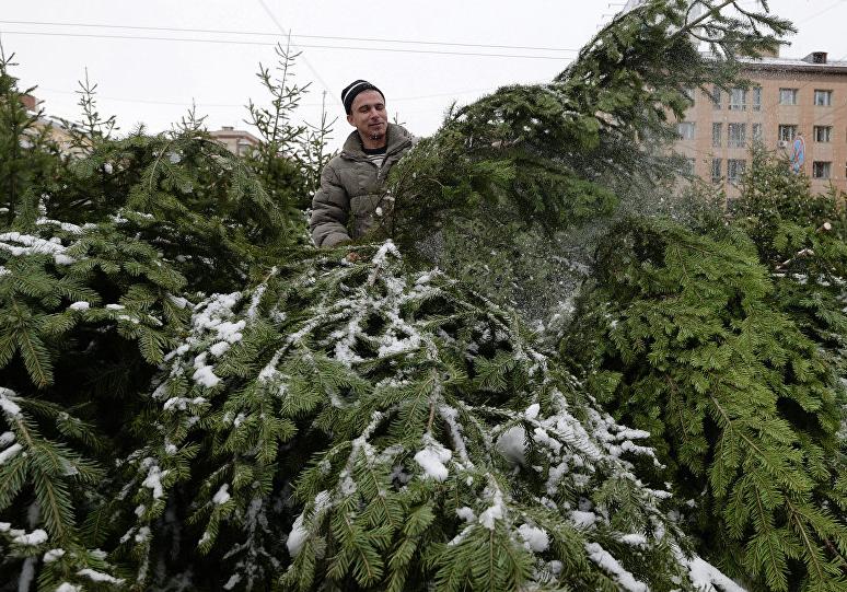 Сколько будут стоить новогодние елки в Запорожье | Фото: Sputnik