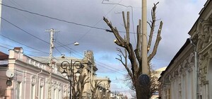 Фотофакт: в центре Симферополя деревья 