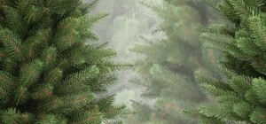 Получи ответ: где утилизировать новогоднюю елку в своем районе