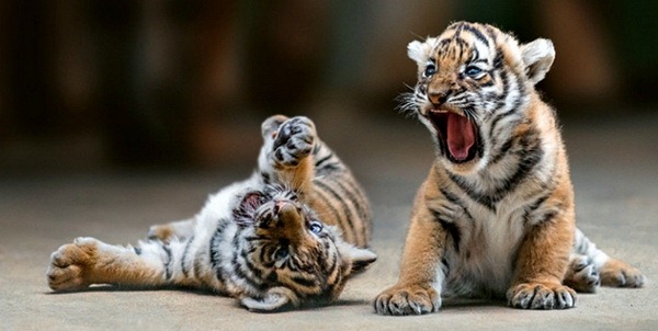Новость - События - Минутка добра: брошенных тигрят выкармливают кошачьим молоком