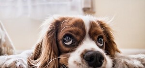 Коли запрацює і скільки це коштуватиме: до Львова привезли крематор для тварин