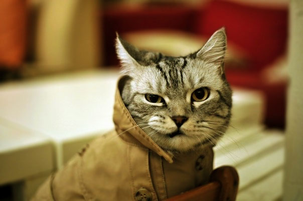 Новость - События - С котом в кармане: запорожец гулял по супермаркету с усатым другом