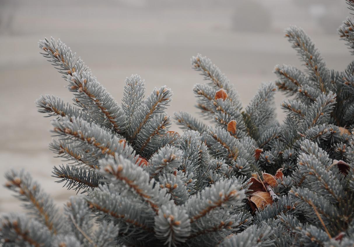 Какая погода в Запорожье 2 января | Pixabay