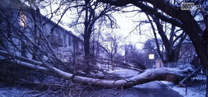 Непогода в Крыму: в Симферополе у больницы дерево рухнуло на проезжую часть