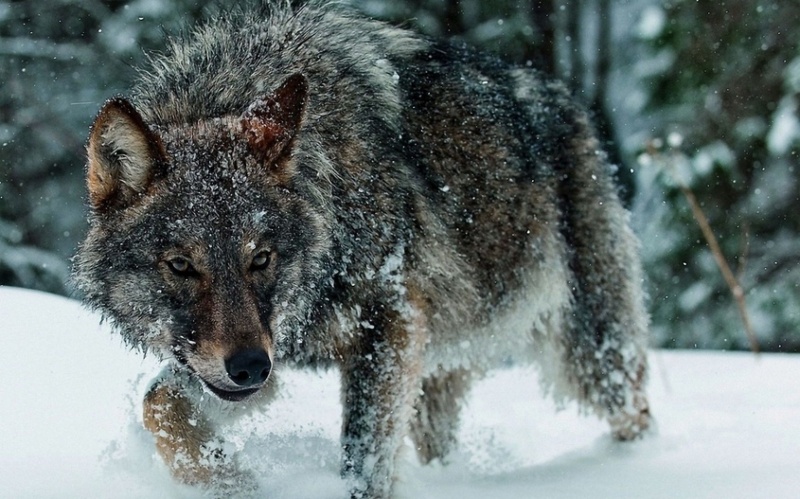 Нападение волка под Запорожьем. Фото: pexels.com