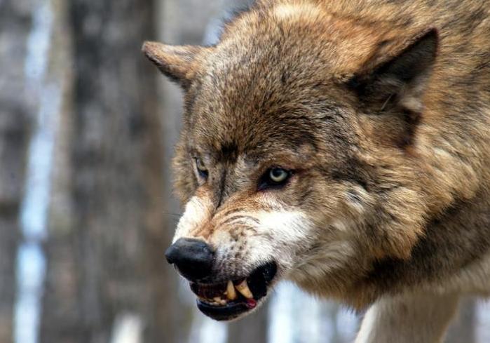 Новость - События - Нападение хищника: под Запорожьем трех человек покусал волк