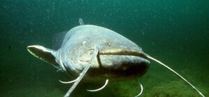 Речные чудища: запорожский дайвер показал зимующих сомов (ВИДЕО)