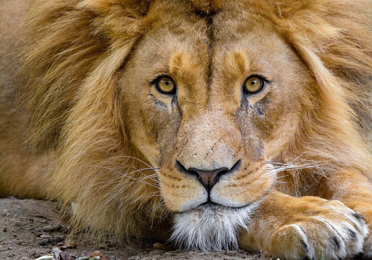 В Васильевке умер лев из донецкого зоопарка | Pixabay