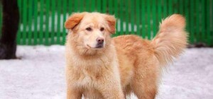 Помогите найти: в Киеве потерялся метис ретривер Нюня