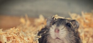 Забавно вышло: полицию вызвали из-за коробки с хомяком