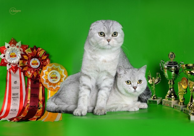 Афиша - Выставки - Международная выставка кошек+ТОР САТ Украины