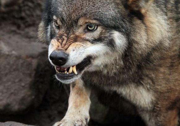 Новость - События - Волк, покусавший дачников под Запорожьем, был болен бешенством: в районе объявили карантин