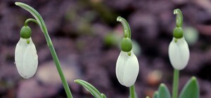 Запахло весной: в Днепре зацвели подснежники