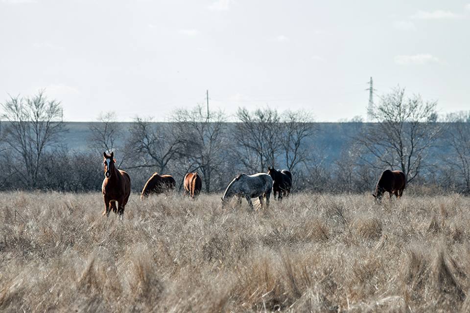 Фото лошадей на Хортице. Автор: Юрий Батаев 