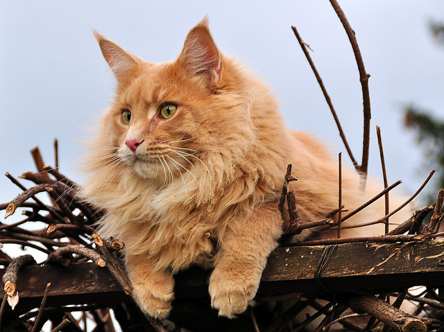 Новость - События - Почти тигр: 20-килограммовый кот попадет в Книгу рекордов Гиннесса