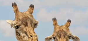 Размяли косточки: в Бердянске жирафы вышли на прогулку (видео)