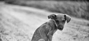 Взялись за бездомных животных: сколько в Симферополе потратят на их отлов и содержание