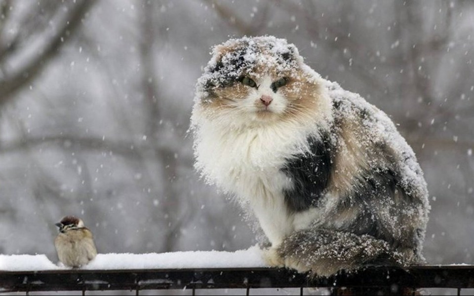 Снег в Запорожье. Фото: pexels.com