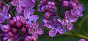 Радовать глаз: возле мемориала 411-й батареи появилась еще одна аллея сирени