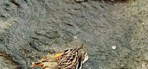 Плавает, но есть не может: в Харькове разыскивают утку со стрелой в голове