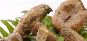 На стихийных рынках появились продавцы сушеные грибы нового урожая