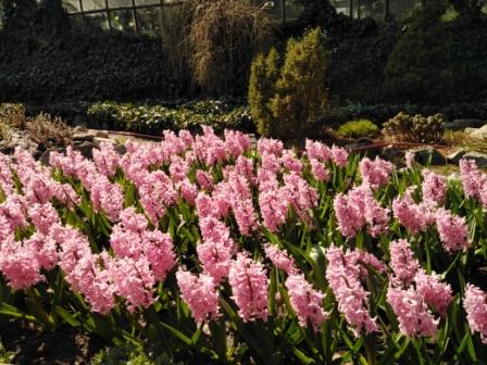 В ботаническом саду началось массовое цветение. фото с сайта ботсада