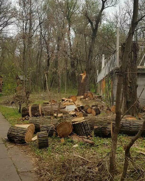 На Хортице спиливают деревья. Фото: its_zp