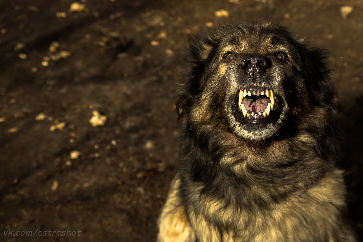 В Бердянске собака покусала троих детей. Фото: PEXELS