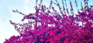 Настраивай камеру в телефоне: возле ЗНУ расцвела редкая яблоня