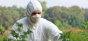 В Полтаве решили как бороться с амброзией: на это потратят 2,7 млн грн